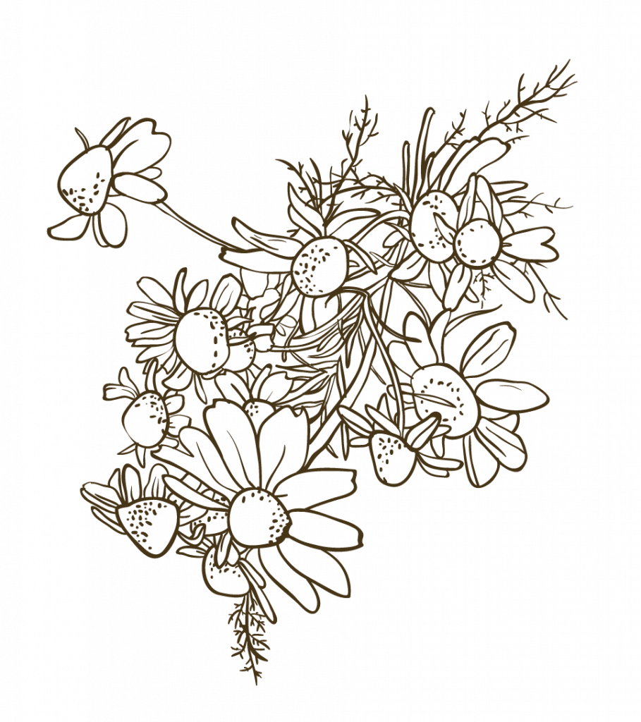 איורים 13 e1729424307597