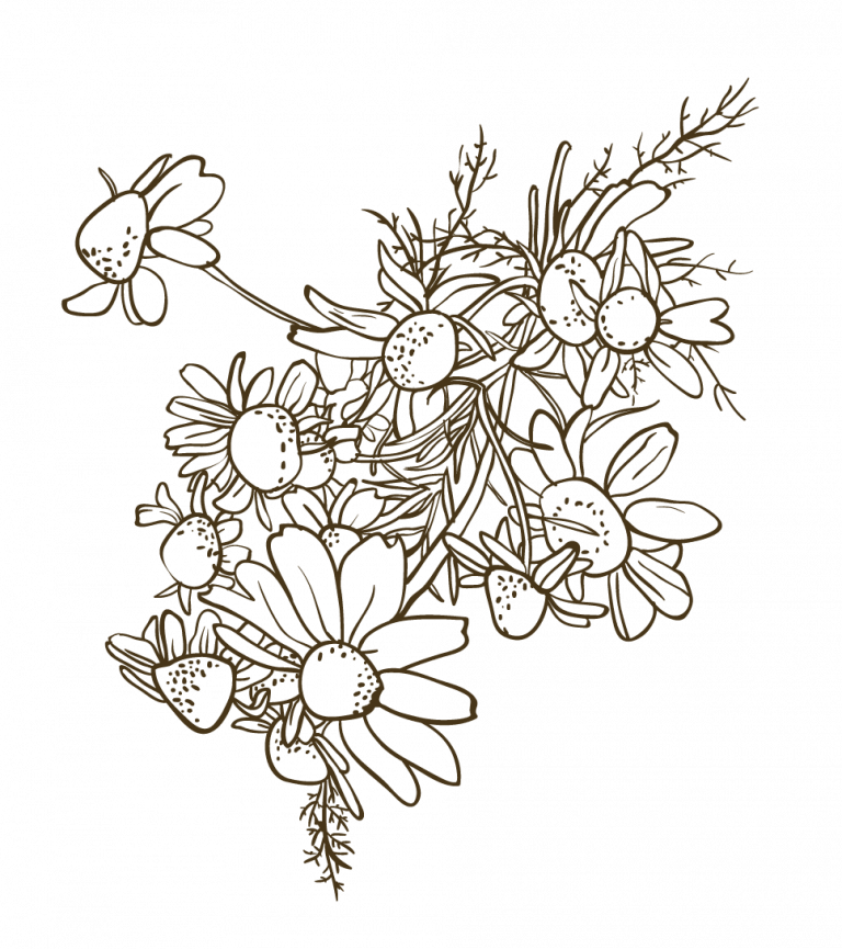 איורים 13 e1729424307597